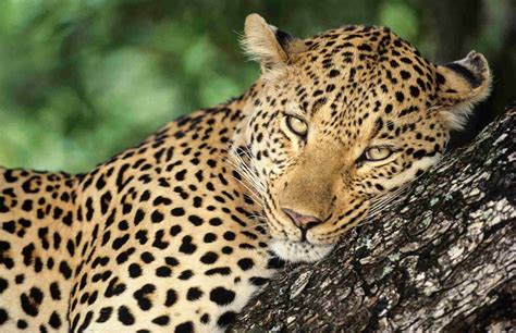 Africa's Top 12 Safari Animals and Where to Find Them