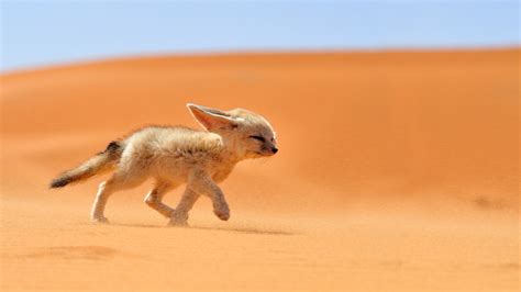 fox, Desert, Animals, Nature, Fennec Wallpapers HD / Desktop and Mobile Backgrounds