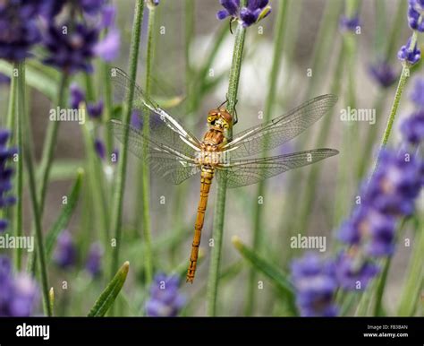 Common Darter Dragonfly Stock Photo - Alamy