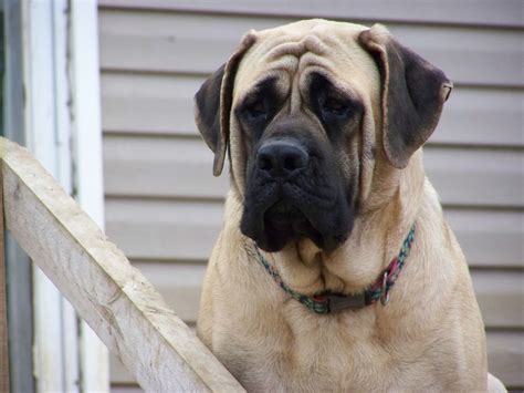 The Biggest Dog Breeds: Spanish Mastiff, English Mastiff