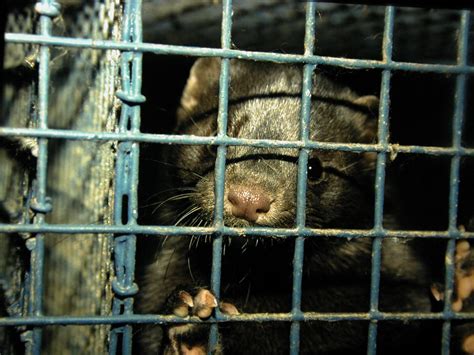 Fur trapping: What's the Issue? - FOUR PAWS in US - Global Animal Protection Organization