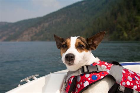 Fishing Dog Names for Your Furry Fishing Companion