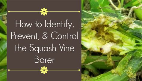 How to Prevent, Identify, and Control the Squash Vine Borer - The Beginner's Garden