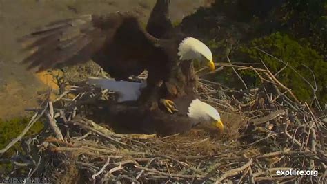 Bird Romance | Mating Among Bald Eagles, Osprey, Falcons, and Herons ...