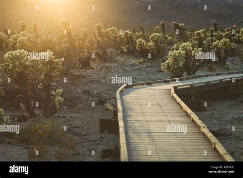 Cholla Cactus Garden Stock Photo - Alamy