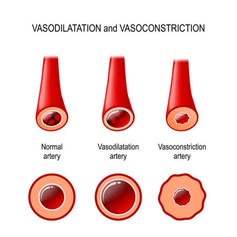 30+ Vasodilation Stock Illustrations, Royalty-Free Vector Graphics & Clip Art - iStock