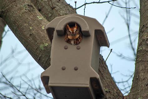 Screech Owl Nest Box | Barn Owl Box Company