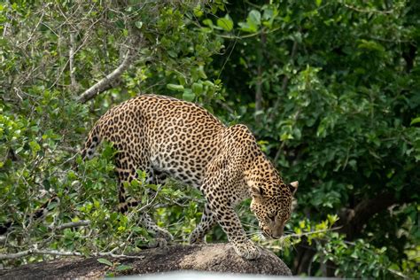 Wild things to do in Wilpattu National Park with Blue Lanka Tours