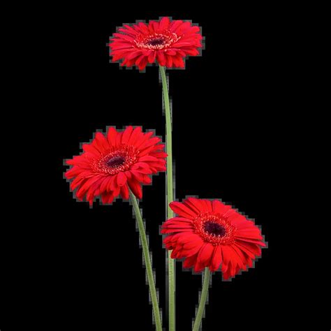 Red Daisy Symbolic Meaning