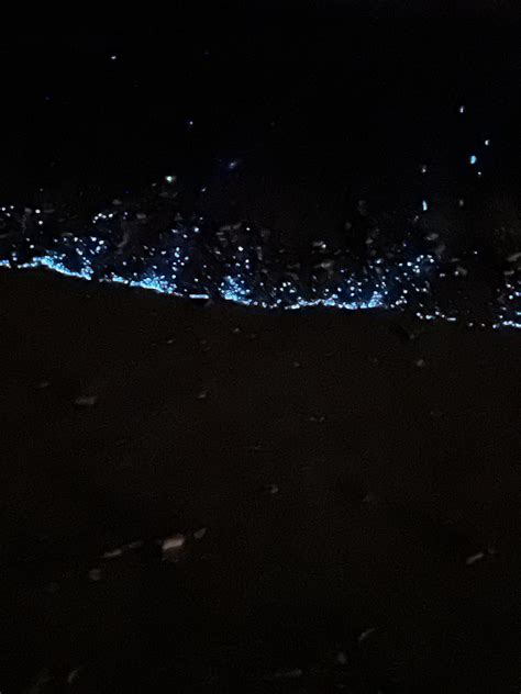 🔥bioluminescent plankton. : r/NatureIsFuckingLit