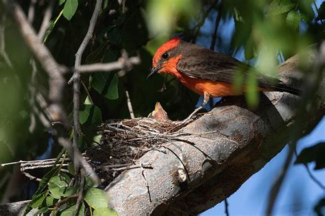 Image: Vermilion Flycatcher (Pyrocephalus obscurus) at nest, Arizona