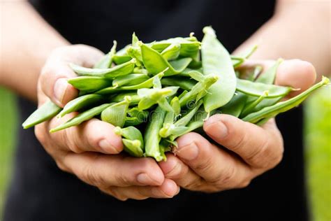 Man Holds Harvested Sugar Snap Peas, Harvesting Stock Image - Image of gardener, garden: 240428699