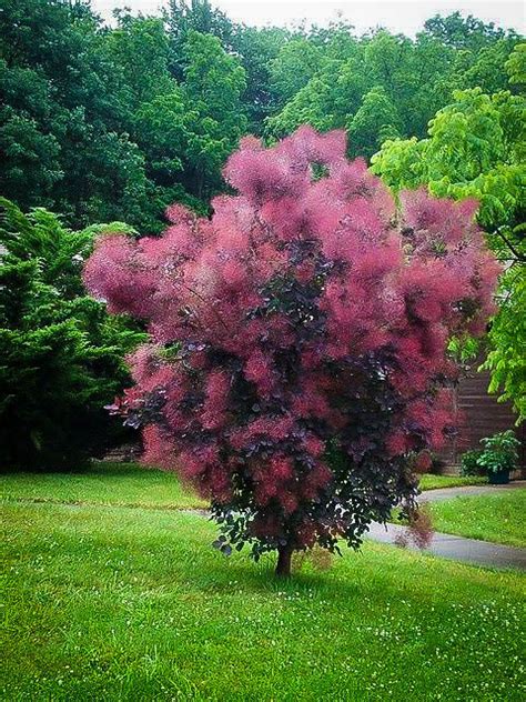 Royal Purple Smokebush (1 Gallon) - Bright colorful plumes rising out ...