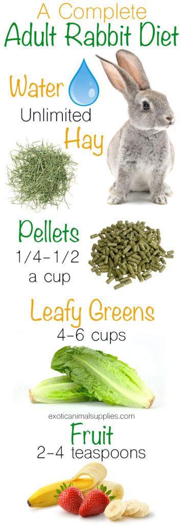 Pet Rabbit Diet: Bunny Food & Nutrition - Exotic Animal Supplies