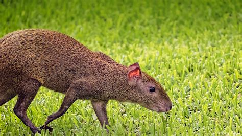 Agouti | San Diego Zoo Animals & Plants