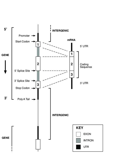 1: Diagram showing the basic intron/exon structure of a gene.... | Download Scientific Diagram