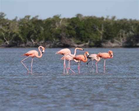 American Flamingos in Everglades NP | Birdspix