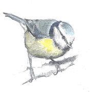 310 ideeën over Potloodtekeningen vogels | potloodtekeningen, vogels, vogels tekenen