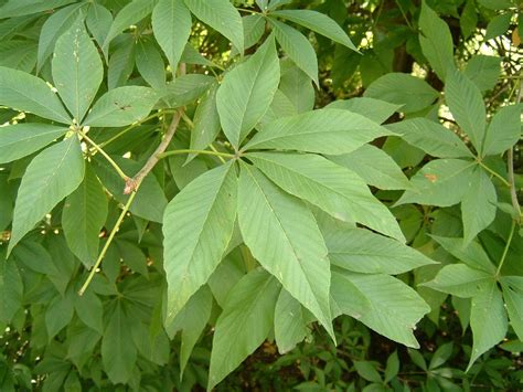 Buckeye (named from the appearance of the seed). | Plant leaves, Buckeye, Plants