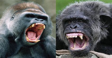 Chimpanzee vs Gorilla fights and facts