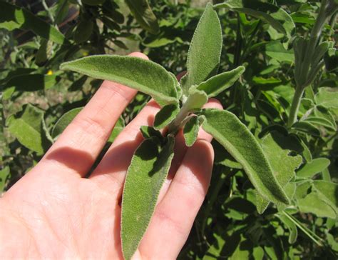 Sage facts and health benefits