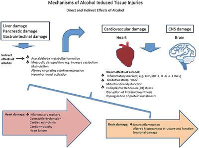 Frontiers | Alcohol-Mediated Organ Damages: Heart and Brain