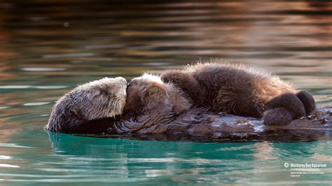 Southern sea otter mother and pup | Wallpapers | Monterey Bay Aquarium