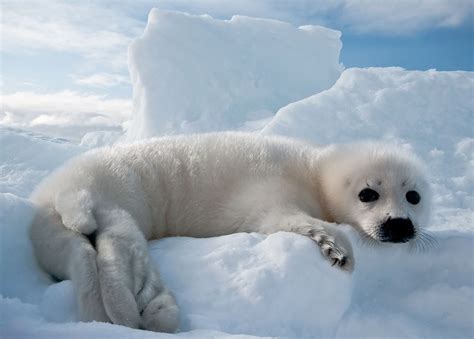 fully relaxed harp seal baby, white coat, freshly born, saint lawrence gulf, near madeleine ...