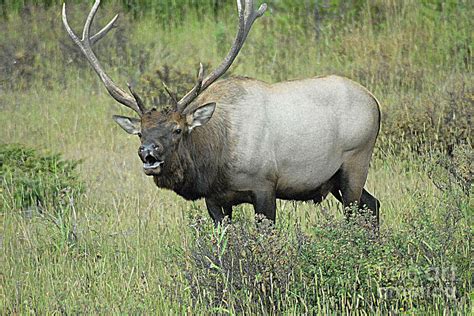 Elk bugle Photograph by Barry Shaffer - Fine Art America