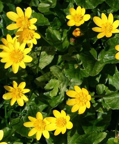 Celandine (Lesser) / Lesser Celandine - Wild Flower Finder