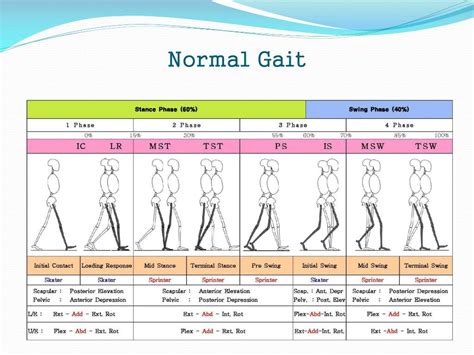 PPT - Analysis of normal gait PowerPoint Presentation, free download - ID:1862308