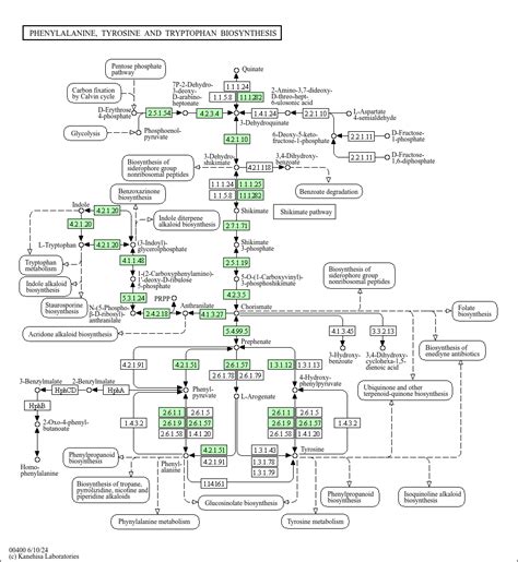 KEGG PATHWAY: Phenylalanine, tyrosine and tryptophan biosynthesis ...