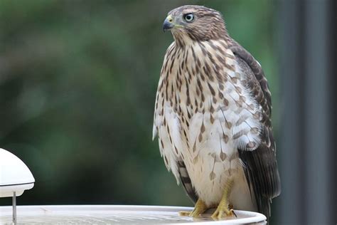 7 Species of Hawks in Ohio - Bird Feeder Hub