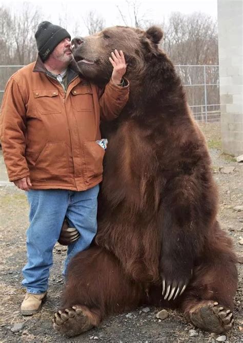 Would you hug a 100 stone bear? Incredible pictures of couple who live ...