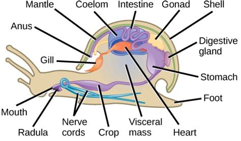 Mollusk Diagram