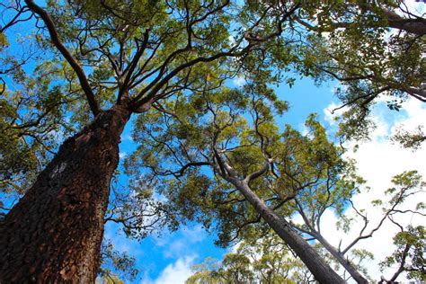 What Is Jarrah Honey? | How It's Produced & Benefits