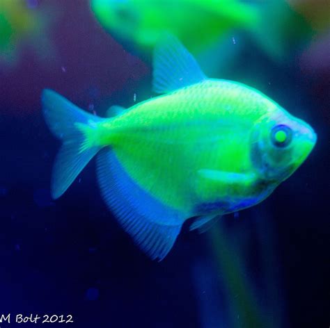 Transgenic Glow In The Dark Fish