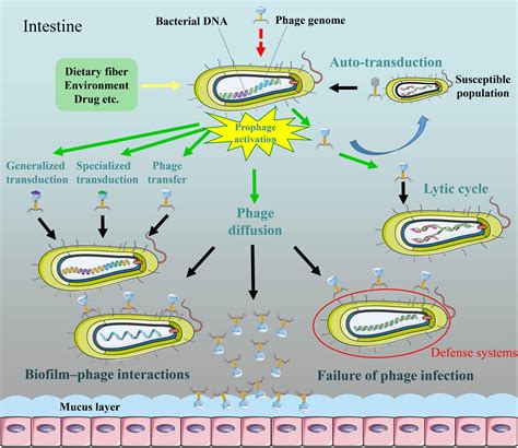 Frontiers | Prophage Activation in the Intestine: Insights Into Functions and Possible Applications