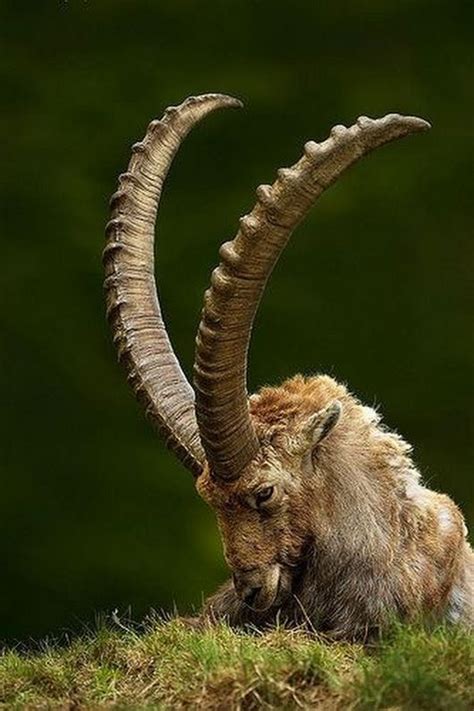 Sign in | Animals, Animals with horns, Nature animals