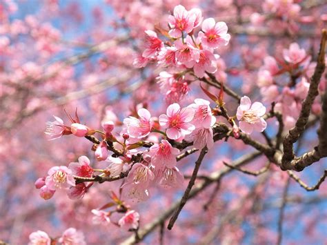 How to grow a flowering cherry tree | lovethegarden | Tree uk, Flowering cherry tree, Plants