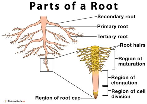 Parts of a Root, Their Structure and Functions With Diagram