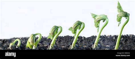 Beans growing time lapse hi-res stock photography and images - Alamy