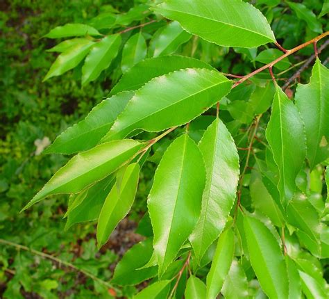 Prunus pensylvanica (pin cherry): Go Botany