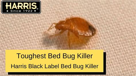 31 Crossfire Bed Bug Label - Labels Design Ideas 2020