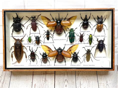 Insect Display Box Frame Display Case Bug Insect 1 | Etsy