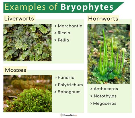 Bryophytes Definition, Types And Examples Of Bryophyta With, 44% OFF