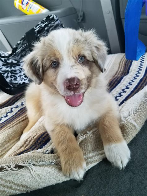 Scout, 8 week old Australian shepherd puppy : r/aww