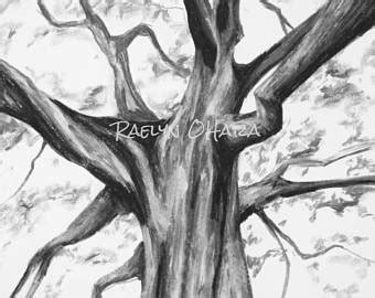 Sycamore Tree Sketch at PaintingValley.com | Explore collection of ...