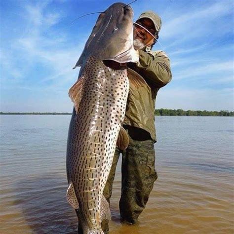 Surubi Cat Fish caught at Pronvincia de Entre Rios. | Pesca, Peces de ...