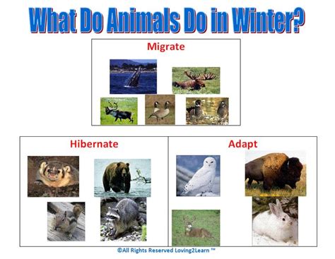 What Do Animals Do in Winter? www.loving2learn.com | Winter animals ...